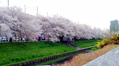 ~社内ぷち自慢~ 今年も見事に咲いてくれました！