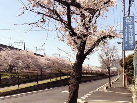 関東本社(さいたま営業所)の風物詩。春の訪れです・・・