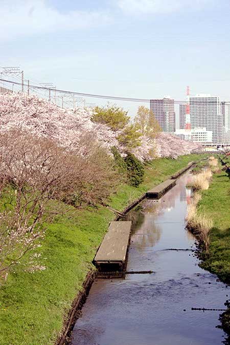 関東本社(さいたま営業所)の風物詩。春の訪れです・・・