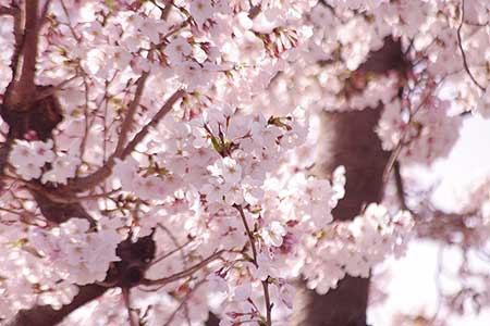 関東本社(さいたま営業所)の風物詩。春の訪れです・・・