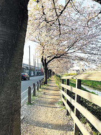 関東本社(さいたま営業所)の風物詩。春の訪れです・・・