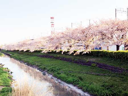 関東本社(さいたま営業所)の風物詩。春の訪れです・・・