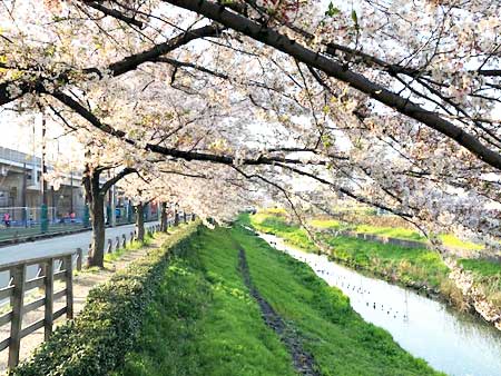 関東本社(さいたま営業所)の風物詩。春の訪れです・・・