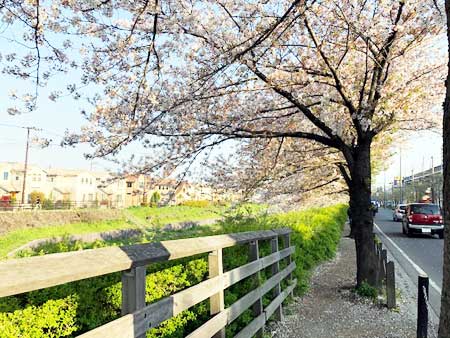 関東本社(さいたま営業所)の風物詩。春の訪れです・・・