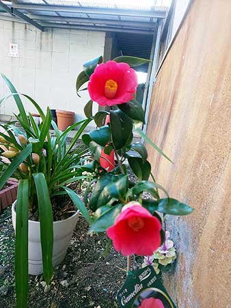 花壇が春満開です(大阪本社)