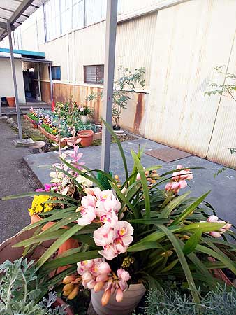 花壇が春満開です(大阪本社)