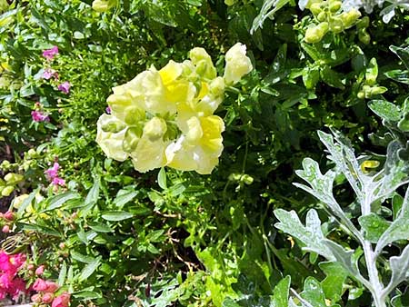 花壇が春満開です(大阪本社)