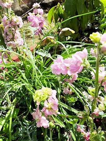 花壇が春満開です(大阪本社)