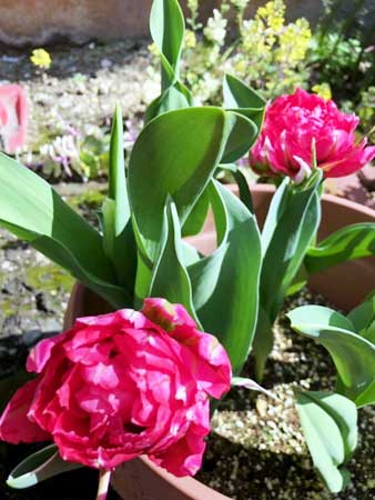 花壇が春満開です(大阪本社)