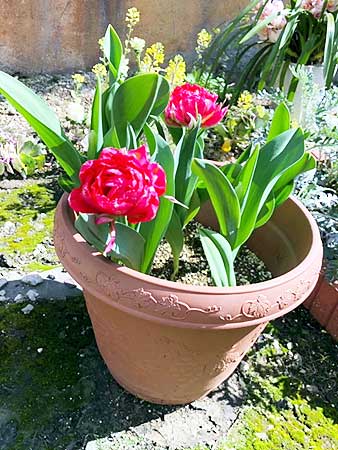 花壇が春満開です(大阪本社)