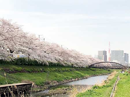 ~社内ぷち自慢~ このコロナ禍でも毎年変わらず満開の桜を咲かせてくれます。