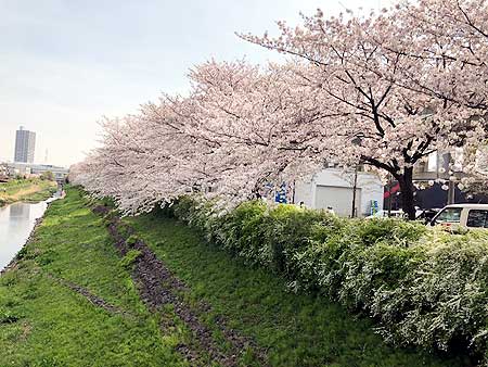 ~社内ぷち自慢~ このコロナ禍でも毎年変わらず満開の桜を咲かせてくれます。