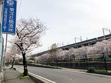 ~社内ぷち自慢~ このコロナ禍でも毎年変わらず満開の桜を咲かせてくれます。