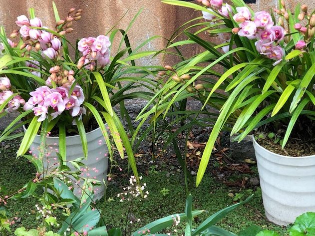 今年も春から初夏にかけて沢山の蕾が花咲きました(大阪本社・西大阪営業所)