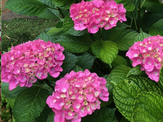 今年も春から初夏にかけて沢山の蕾が花咲きました(大阪本社・西大阪営業所)