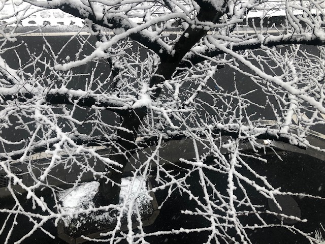 ラニーニャ現象の予報通り1月6日には関東も積雪9ｃｍの雪化粧となりました(さいたま）
