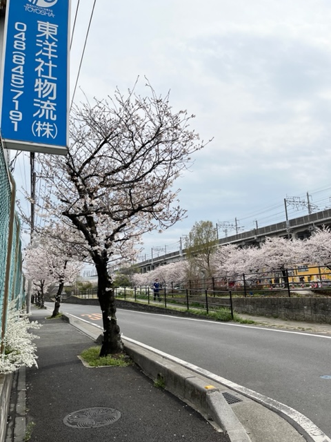 関東本社(さいたま営業所)の風物詩。春の訪れです・・・