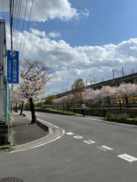 ~社内ぷち自慢~　また、この時期がやってきました！満開の桜と花壇です。