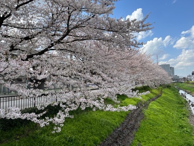 ~社内ぷち自慢~　また、この時期がやってきました！満開の桜と花壇です。