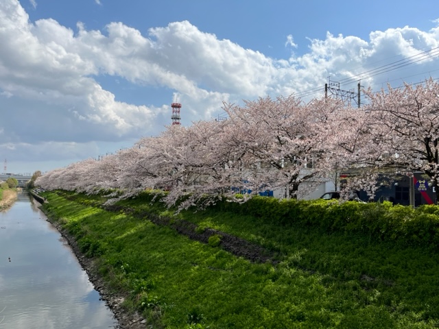 ~社内ぷち自慢~　また、この時期がやってきました！満開の桜と花壇です。