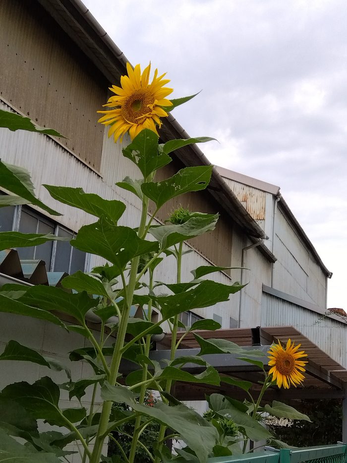 大輪のひまわりが開花しました！圧巻です。ご近所の方にも楽しんでもらっています。