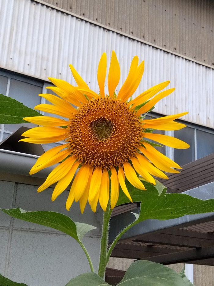 大輪のひまわりが開花しました！圧巻です。ご近所の方にも楽しんでもらっています。