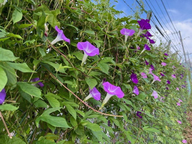 朝顔のカーテンが圧巻です（さいたま） 夏の風物詩だった朝顔ですが….