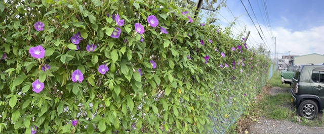 朝顔のカーテンが圧巻です（さいたま） 夏の風物詩だった朝顔ですが….