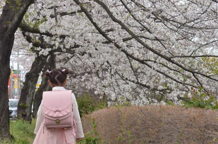 関東本社・さいたま営業所、恒例の今年の桜です。毎年和ませてもらっています。