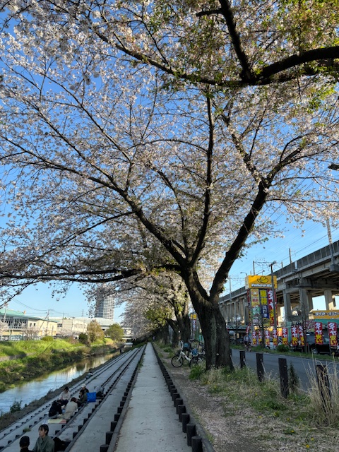 関東本社・さいたま営業所、恒例の今年の桜です。毎年和ませてもらっています。