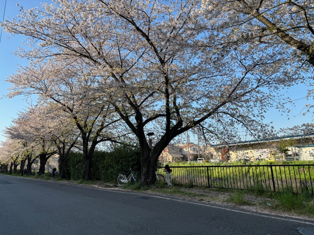 関東本社・さいたま営業所、恒例の今年の桜です。毎年和ませてもらっています。